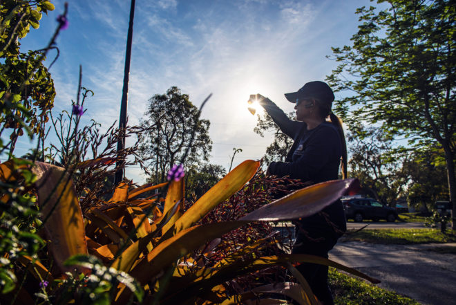 Florida May Have Its First Case of Zika from Local Mosquitoes